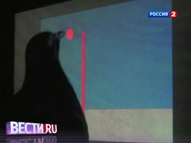 Эфир от 04.06.2013