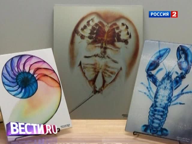 Рентген как искусство: американские врачи развлекаются