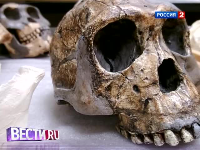 Чем питались древние люди? 