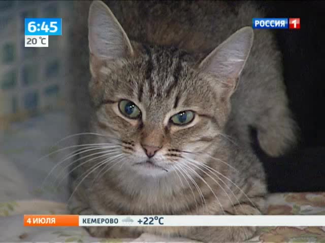 Эфир от 04.07.2013