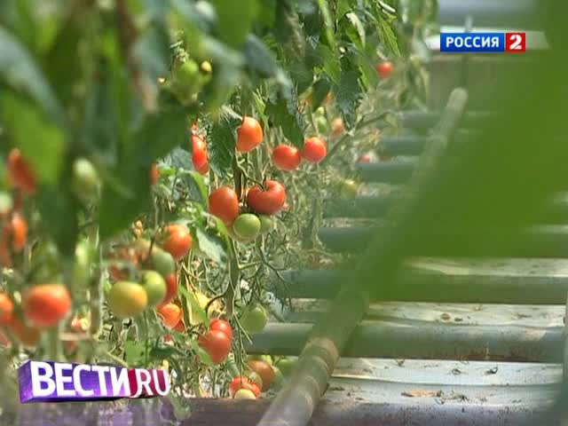 Из жизни овощей