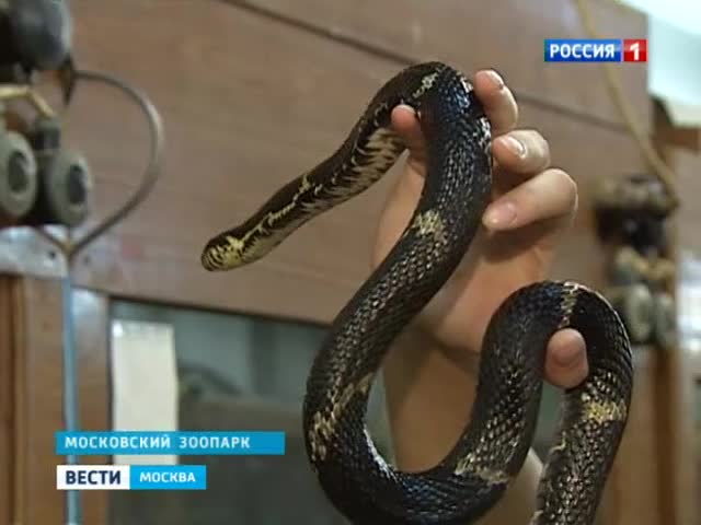 Семья москвичей у себя на балконе обнаружила змею 