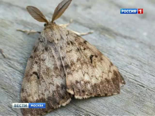 Подмосковные леса пожирают монашенки