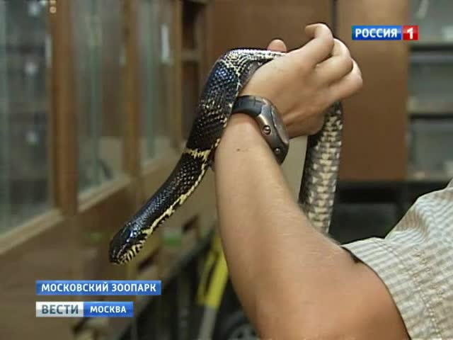 Московская змея гуляет сама по себе, как кошка