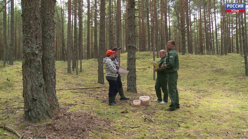В Куньинском, Порховском, Стругокрасненском, Псковском и Плюсском районах сохраняется запрет на посещение лесов