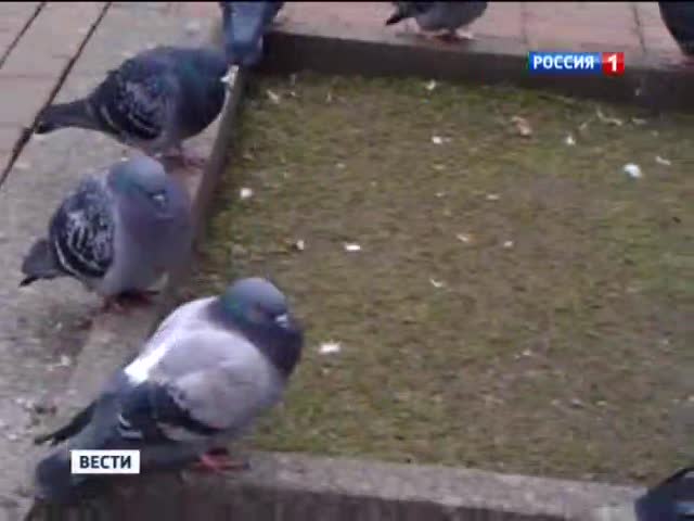 Болезнь голубей может быть опасна для людей