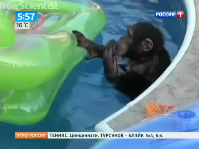 Плавание сделало из обезьяны человека