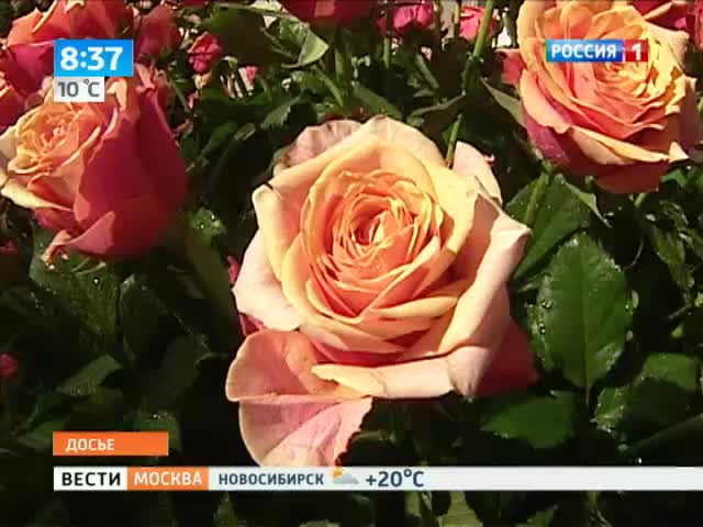 <b>Вести-Москва. Эфир от 28.08.2013 (08:30)</b>