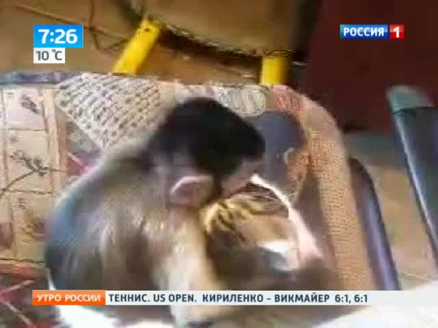 Поцелуй кота и обезьяны стал хитом Интернета