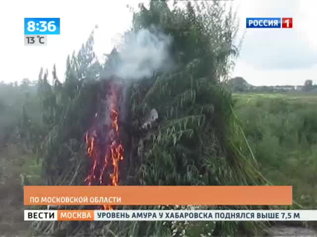 Вести-Москва. Конопля