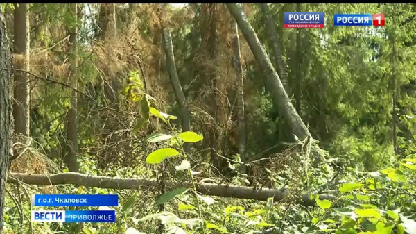 Лесные пожары и бюрократические дебри: Виноват ветровал?