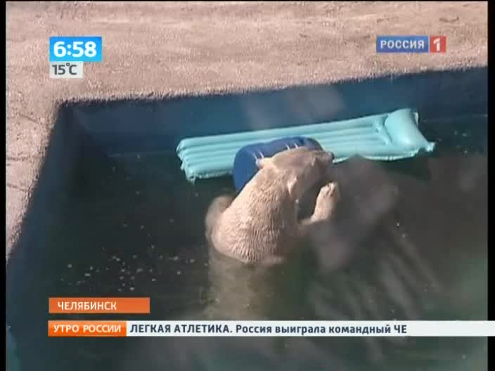 Утро России. Белый медведь