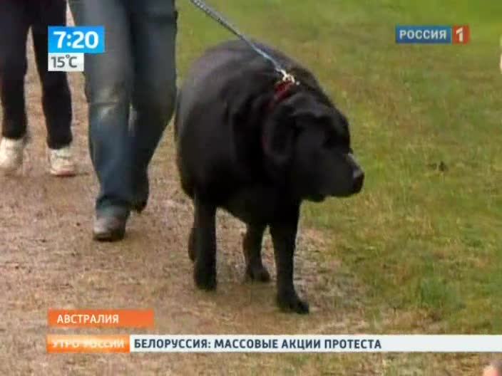 Утро России. Толстая собака