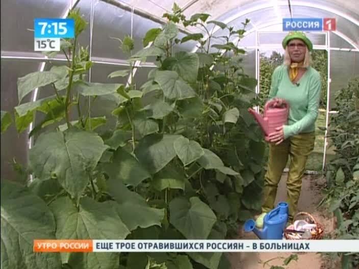 Утро России. Ганичкина