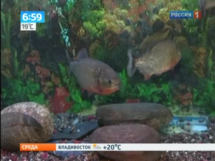 Пошел за лещом, а вытащил пиранью