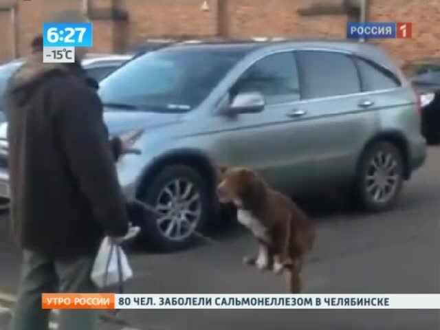 Собака-канатоходец стала звездой YouTube