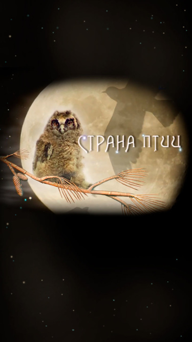 Страна птиц