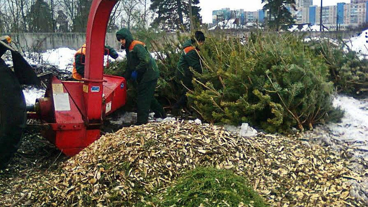 В Москве сдали на переработку более 44 тысяч новогодних ёлок