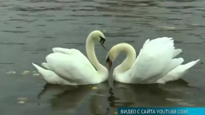 Эфир от 14.02.2017 (19:30)