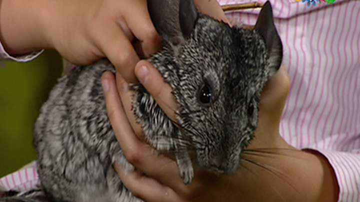 Эфир от 13.03.2017