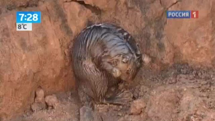 Спасение бобра. Видеоистория