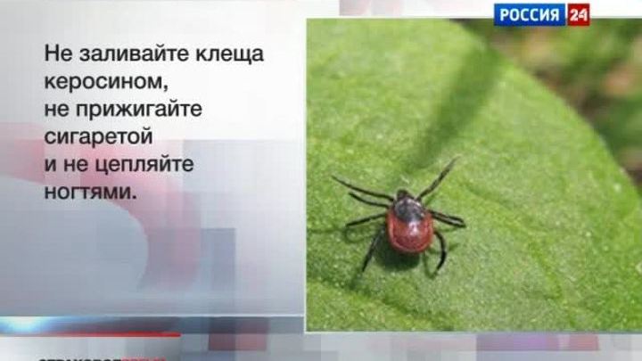 "Вести. Страховое время" 2 июня 2012 года