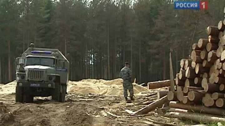 Драка на лесопилке