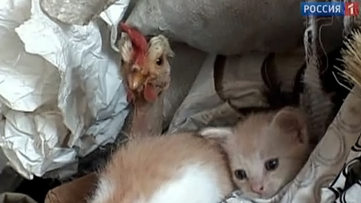 Курица стала второй мамой для котят