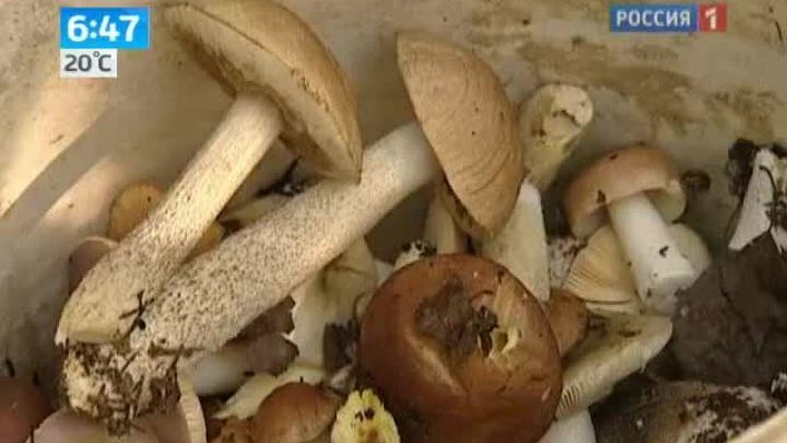 Грибы с мышьяком: как не отравиться дарами леса