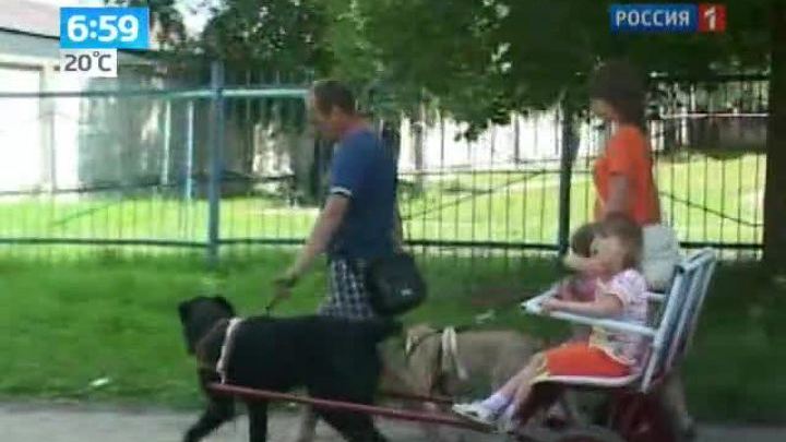 Четвероногий транспорт: в детский сад - на собаках 