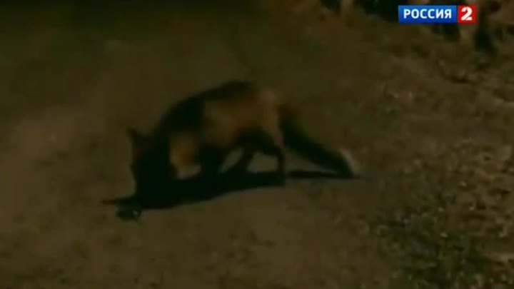 Коротко: вода из воздуха, ожившая лампа и айфон для лисы