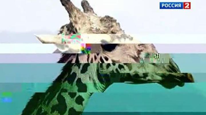 <b>Вести.Ru на телеканале "Россия 2", 12 декабря 2012 года</b>