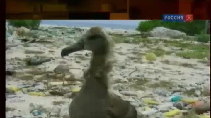 Зеленая планета