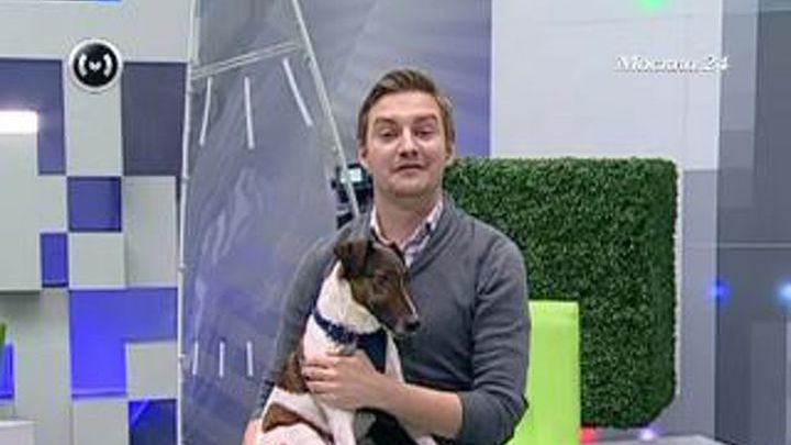 Приложения и устройства для питомцев
