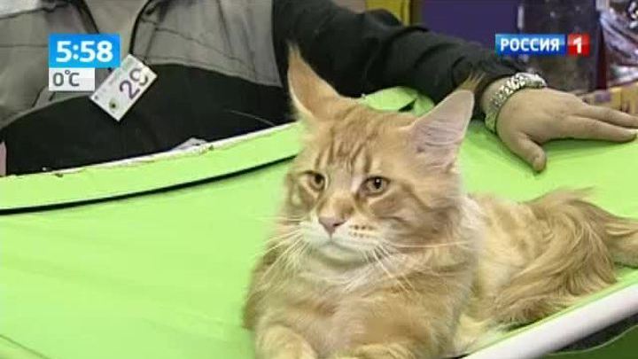 Самый лучший кот породы мейн-кун