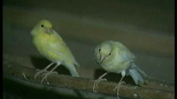 Павловские охоты