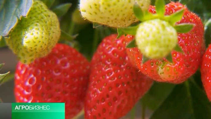 "Вести. Агробизнес" от 18 мая 2013 года