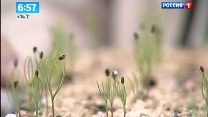 Утро России. Деревья