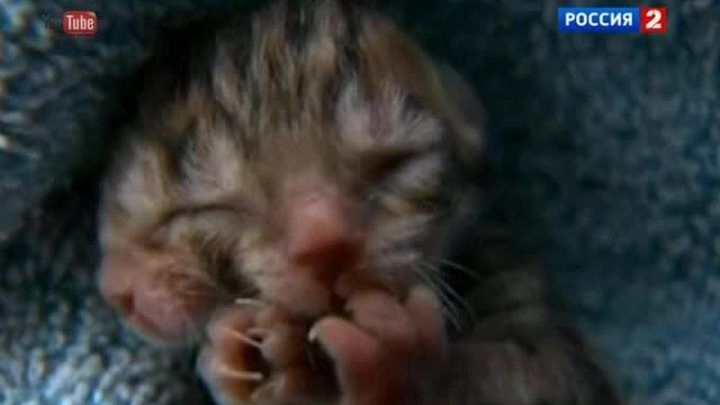 Двухголовый котенок, лицо будущего, плащ-невидимка