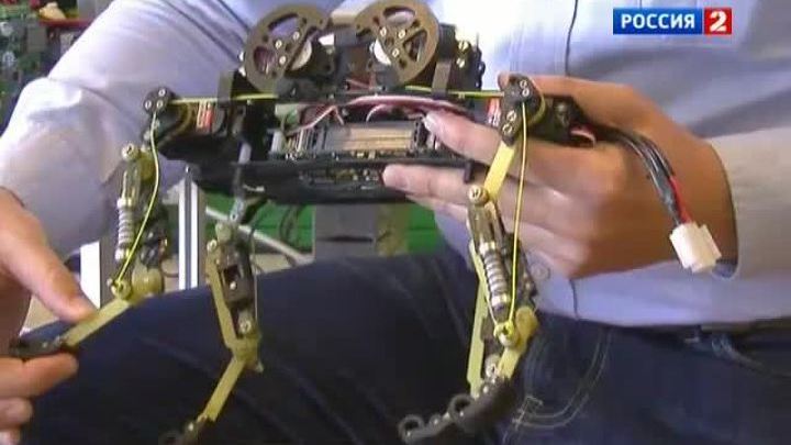 Робот-кот, драгоценный арбуз и прогулка на акуле
