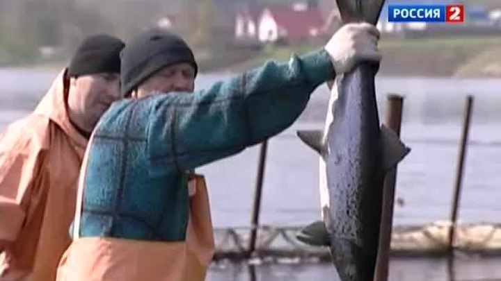 Карельского лосося посчитали