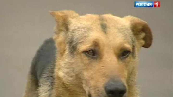 В двух районах Москвы объявлен карантин по бешенству