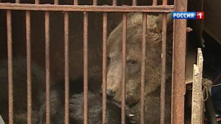 В "Газели" вблизи Измайловского парка поселили медведя