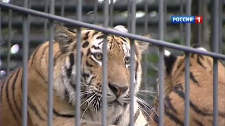 День тигра: в России спасают больших кошек