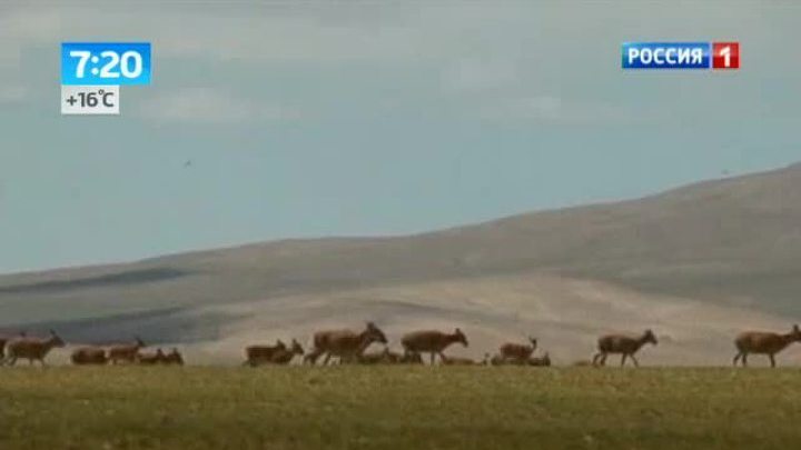 Утро России. Антилопа