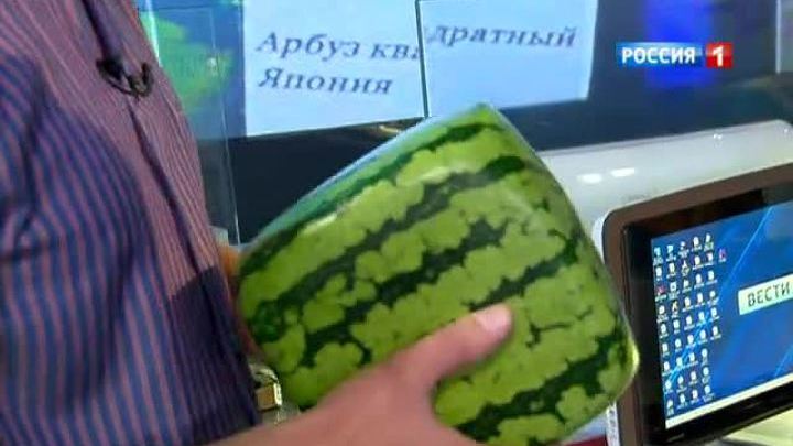 Сезон открыт: в продаже появился квадратный арбуз