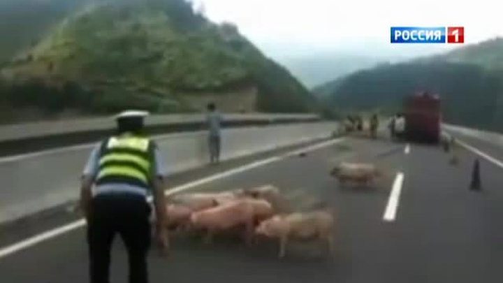 Свиньи парализовали движение на автомагистрали