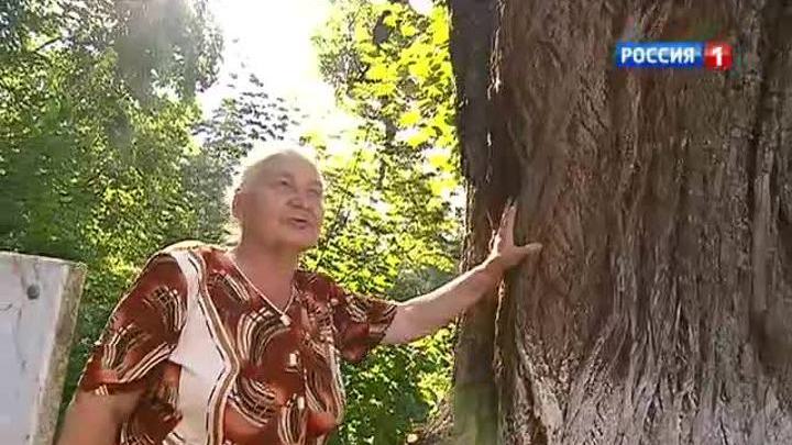 В Звенигороде спасают липу Чехова