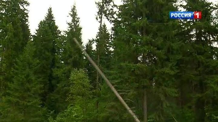 Энергетики отодвинули лес от ЛЭП