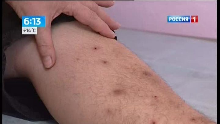 Глобальное потепление принесет в Россию опасных мух